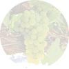 Chardonnay