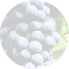 Malbec