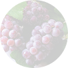 Pinot Noir
