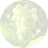 Sauvignon Blanc